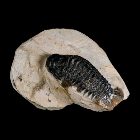 2.9" Crotalocephalus Gibbus Trilobite Fossil Morocco Devonian Age 400 Mil Yrs Old COA - Fossil Age Minerals