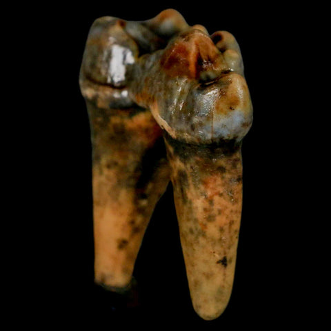 1.4" Extinct Cave Bear Ursus Spelaeus Pre-Molar Tooth Rooted Pleistocene Age COA - Fossil Age Minerals