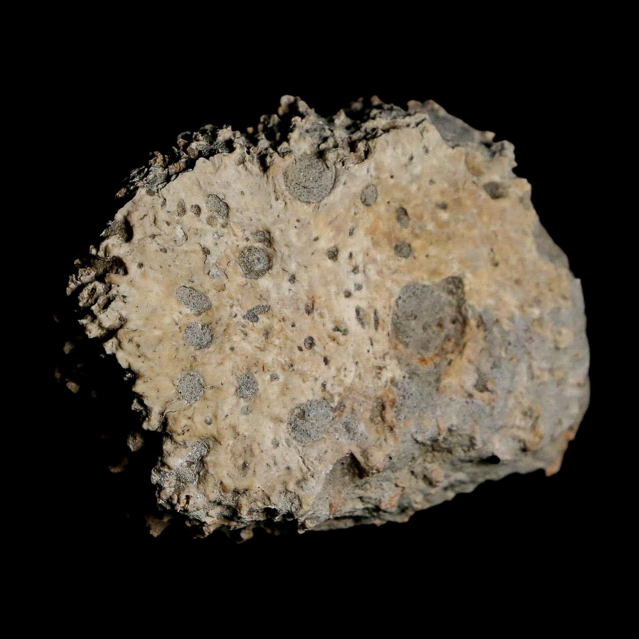 2.4" Glyptodon Fossil Osteoderm Scute Plate Bony Armor Pleistocene Uruguay COA - Fossil Age Minerals