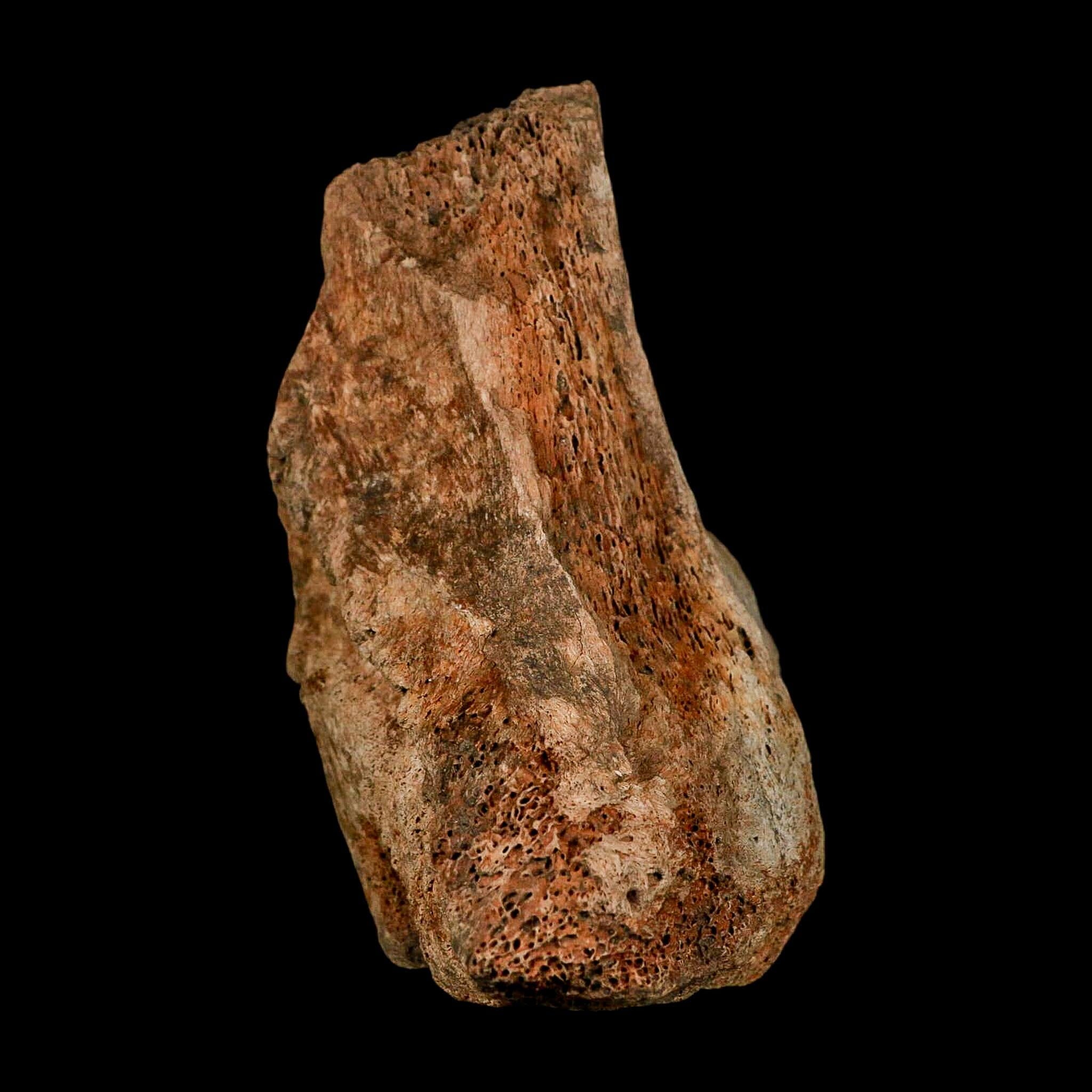 5.7" Columbian Mammoth Mammuthus Columbi Fossil Vertebrae Section Pleistocene Age TX - Fossil Age Minerals