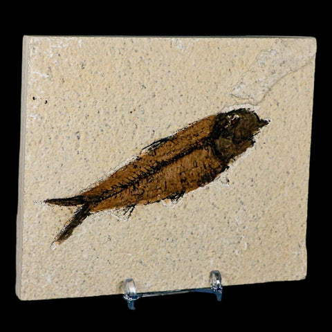 XL 4" Knightia Eocaena Fossil Fish Green River FM Wyoming Eocene Age COA & Stand - Fossil Age Minerals