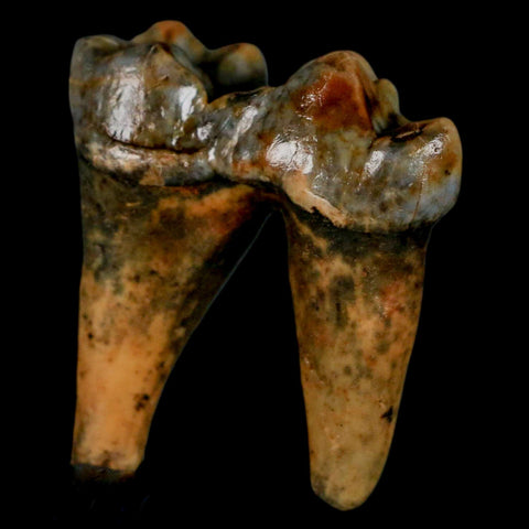 1.4" Extinct Cave Bear Ursus Spelaeus Pre-Molar Tooth Rooted Pleistocene Age COA - Fossil Age Minerals