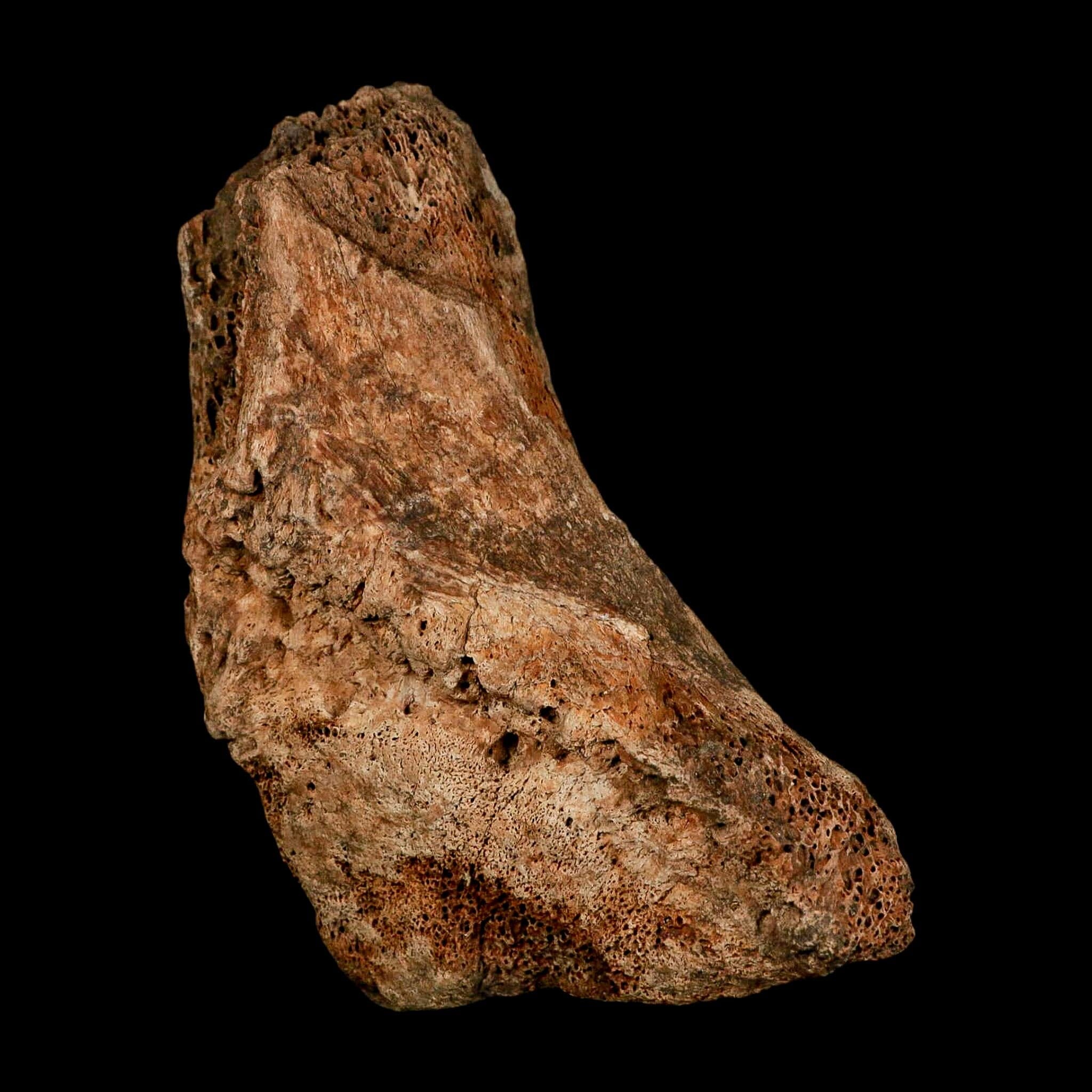 5.7" Columbian Mammoth Mammuthus Columbi Fossil Vertebrae Section Pleistocene Age TX - Fossil Age Minerals