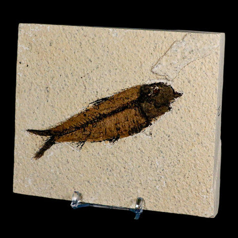 XL 4" Knightia Eocaena Fossil Fish Green River FM Wyoming Eocene Age COA & Stand - Fossil Age Minerals