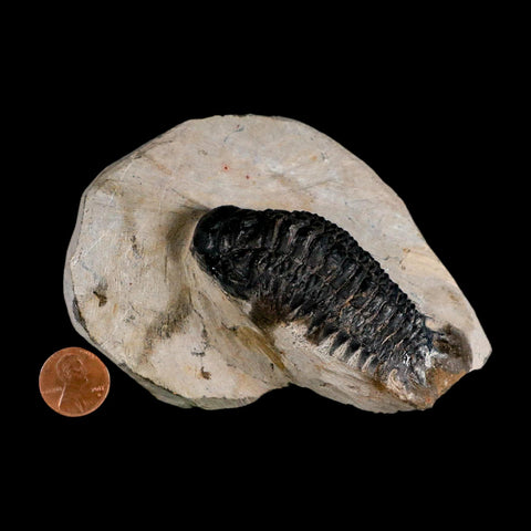 2.9" Crotalocephalus Gibbus Trilobite Fossil Morocco Devonian Age 400 Mil Yrs Old COA - Fossil Age Minerals