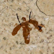0.5" Detailed Fossil March Fly Insect Green River FM Uintah County UT Eocene Age
