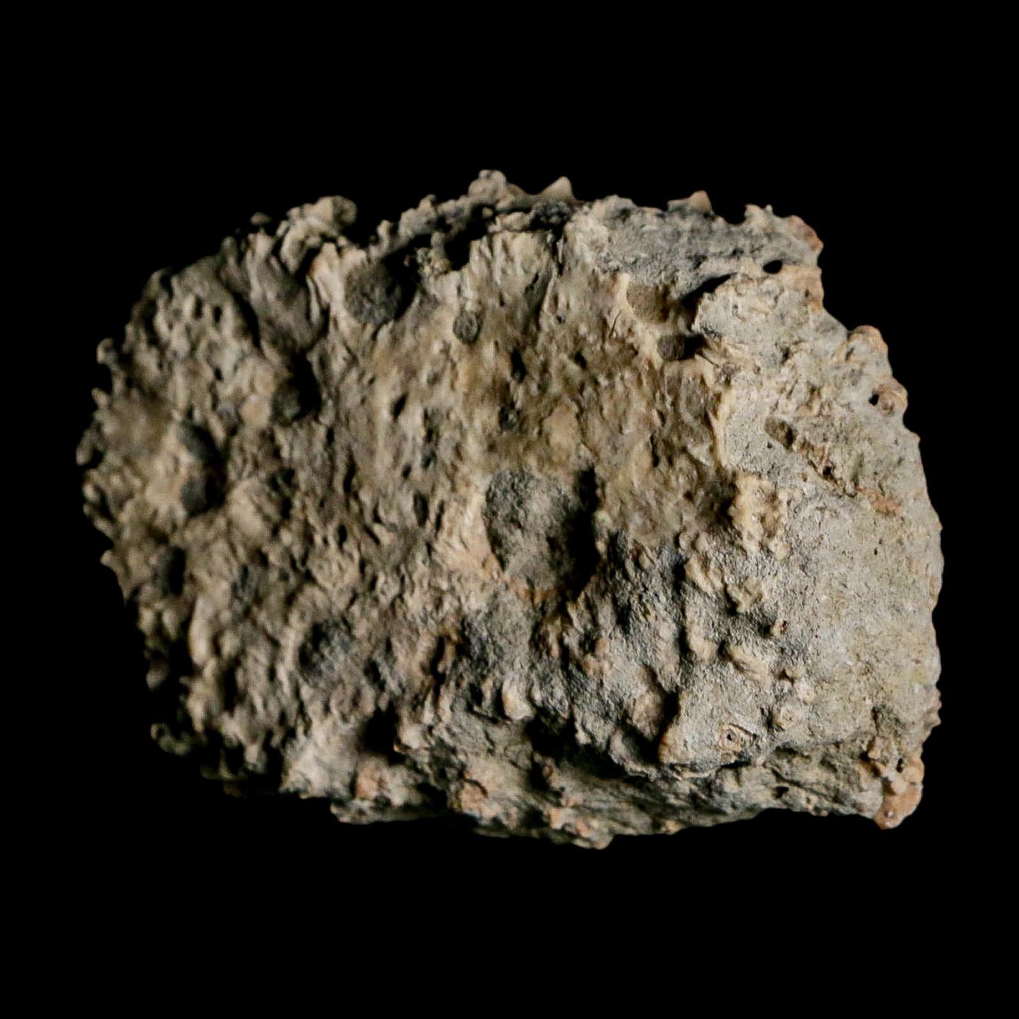 2.4" Glyptodon Fossil Osteoderm Scute Plate Bony Armor Pleistocene Uruguay COA - Fossil Age Minerals