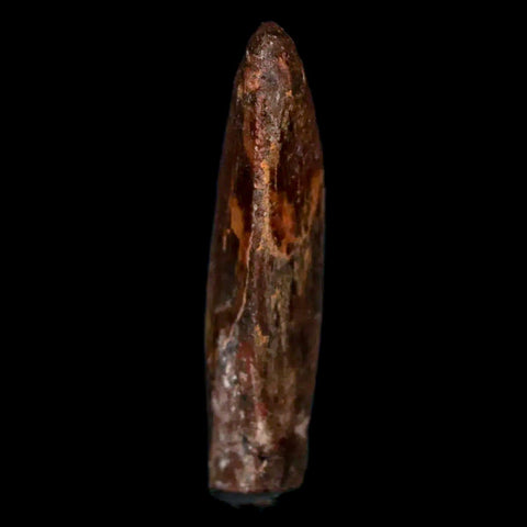 1.3" Carcharodontosaurus Fossil Tooth Cretaceous Dinosaur Morocco COA, Display - Fossil Age Minerals