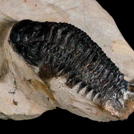 2.9" Crotalocephalus Gibbus Trilobite Fossil Morocco Devonian Age 400 Mil Yrs Old COA