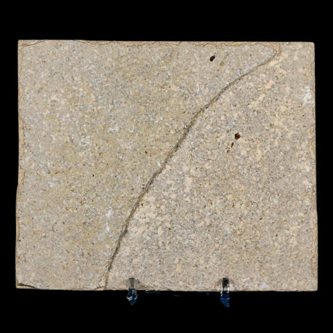 XL 4" Knightia Eocaena Fossil Fish Green River FM Wyoming Eocene Age COA & Stand - Fossil Age Minerals
