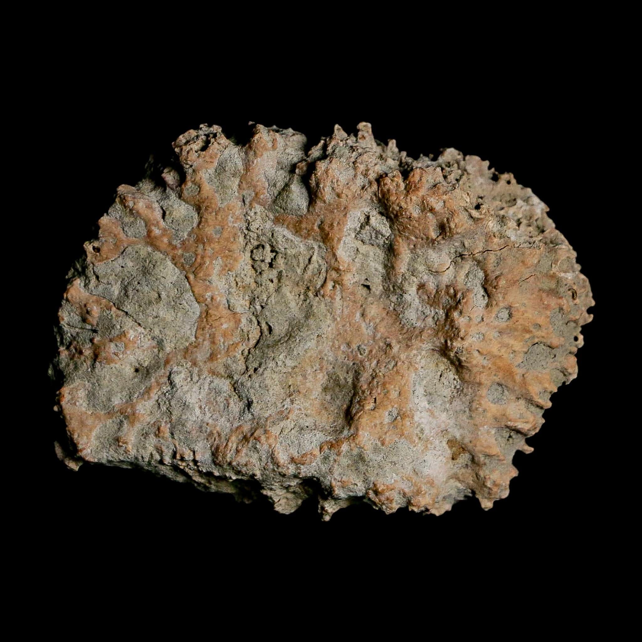 2.4" Glyptodon Fossil Osteoderm Scute Plate Bony Armor Pleistocene Uruguay COA - Fossil Age Minerals