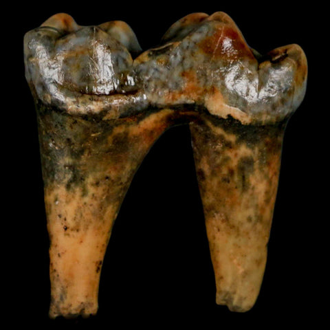 1.4" Extinct Cave Bear Ursus Spelaeus Pre-Molar Tooth Rooted Pleistocene Age COA - Fossil Age Minerals