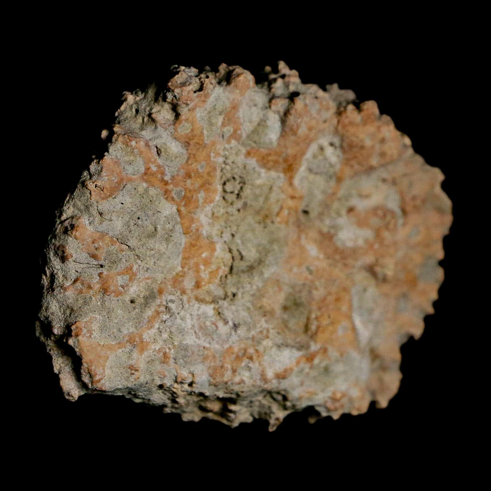 2.4" Glyptodon Fossil Osteoderm Scute Plate Bony Armor Pleistocene Uruguay COA - Fossil Age Minerals