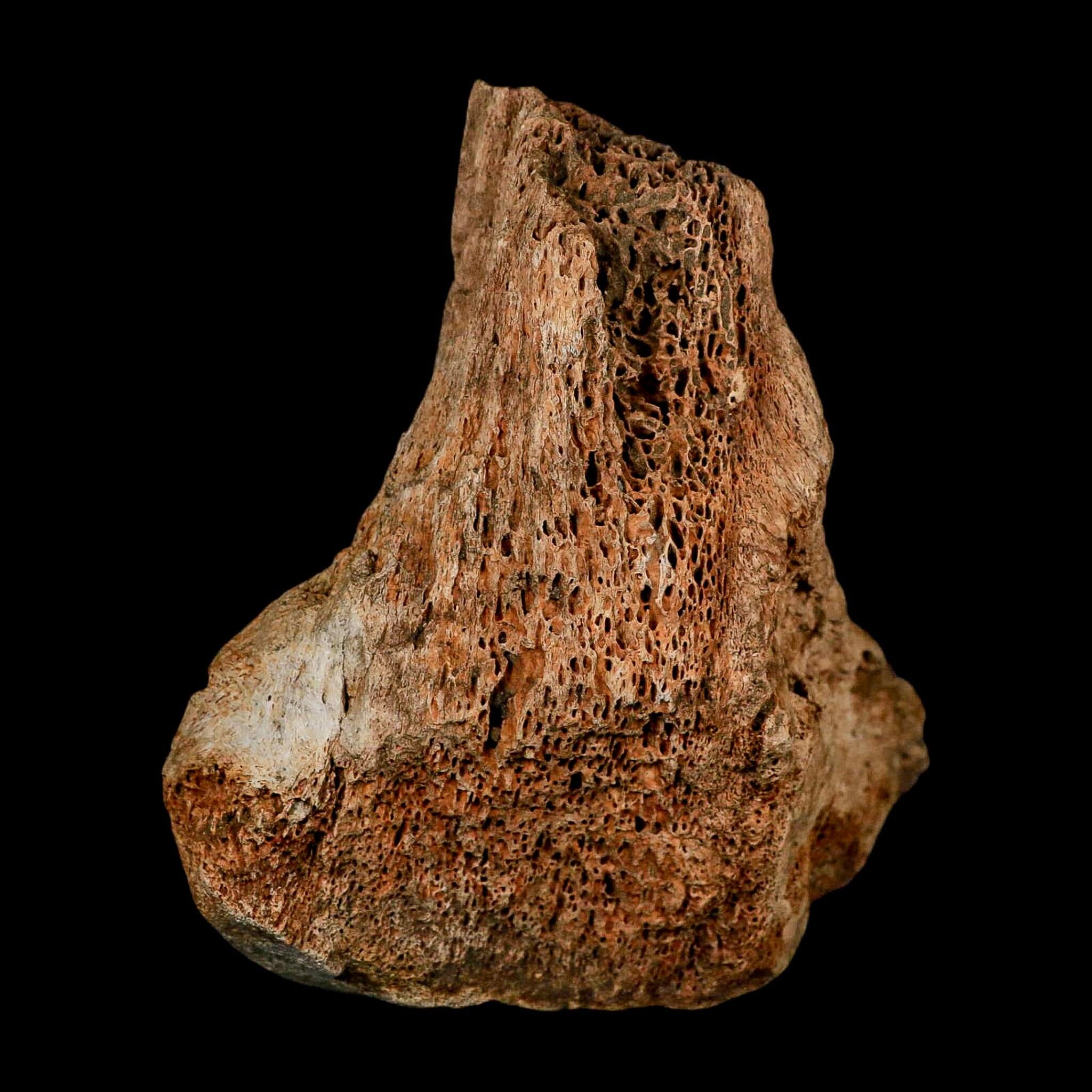 5.7" Columbian Mammoth Mammuthus Columbi Fossil Vertebrae Section Pleistocene Age TX - Fossil Age Minerals