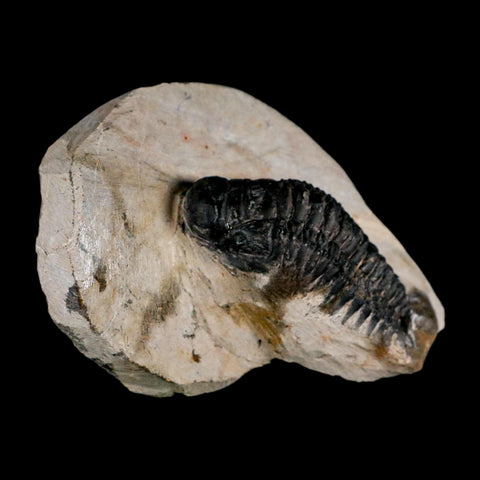 2.9" Crotalocephalus Gibbus Trilobite Fossil Morocco Devonian Age 400 Mil Yrs Old COA - Fossil Age Minerals