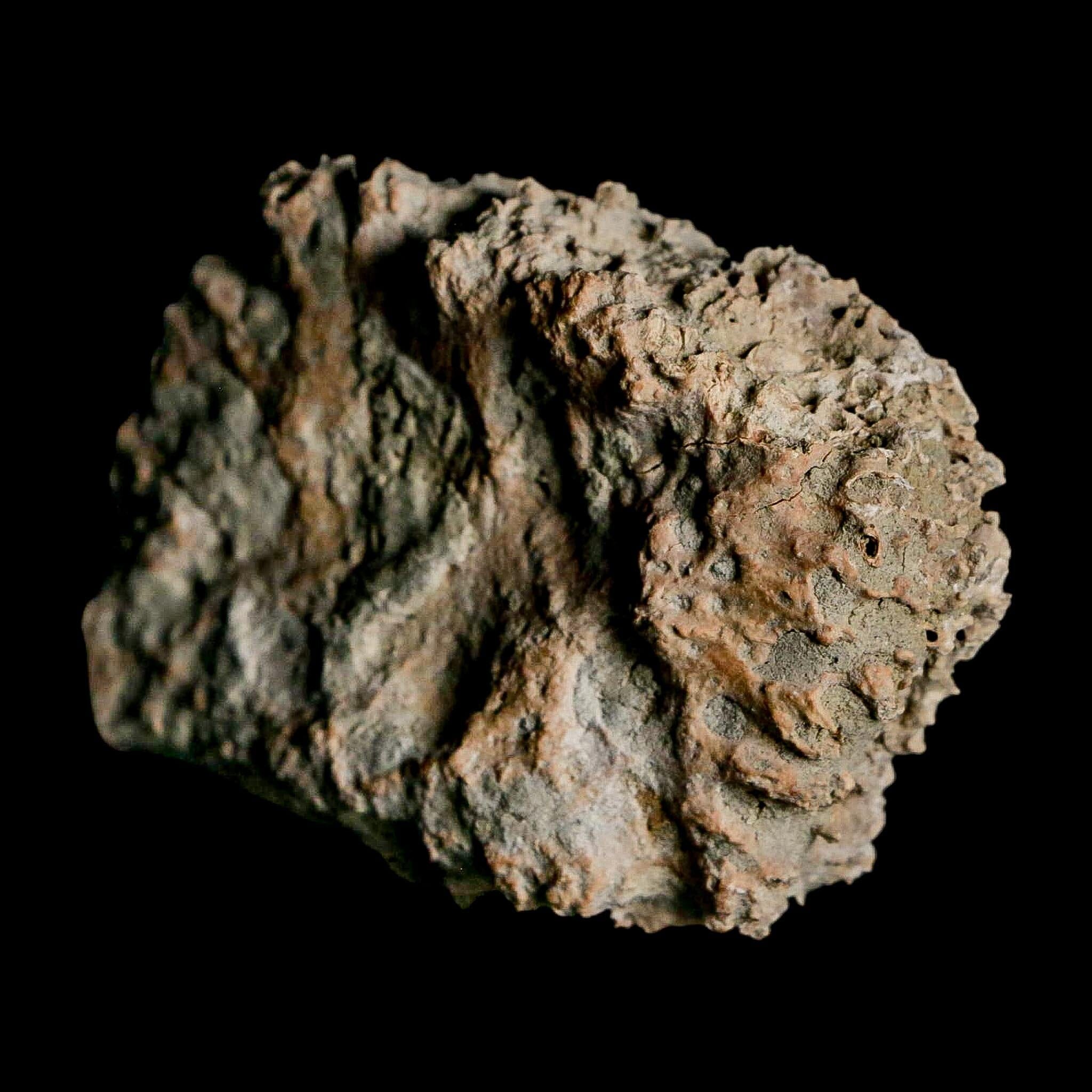 2.4" Glyptodon Fossil Osteoderm Scute Plate Bony Armor Pleistocene Uruguay COA - Fossil Age Minerals