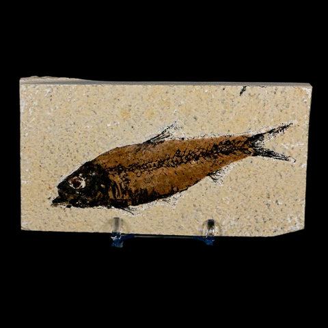 XL 4.2" Knightia Eocaena Fossil Fish Green River FM Wyoming Eocene Age COA & Stand - Fossil Age Minerals