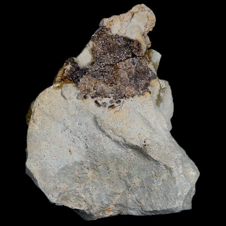 2.2" Hadrosaur Dinosaur Fossil Egg Shells In Matrix Judith River FM Cretaceous MT COA