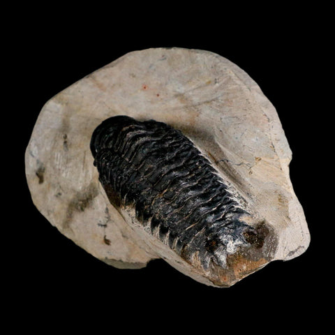 2.9" Crotalocephalus Gibbus Trilobite Fossil Morocco Devonian Age 400 Mil Yrs Old COA - Fossil Age Minerals