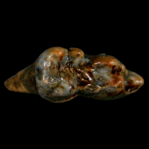 1.4" Extinct Cave Bear Ursus Spelaeus Pre-Molar Tooth Rooted Pleistocene Age COA - Fossil Age Minerals