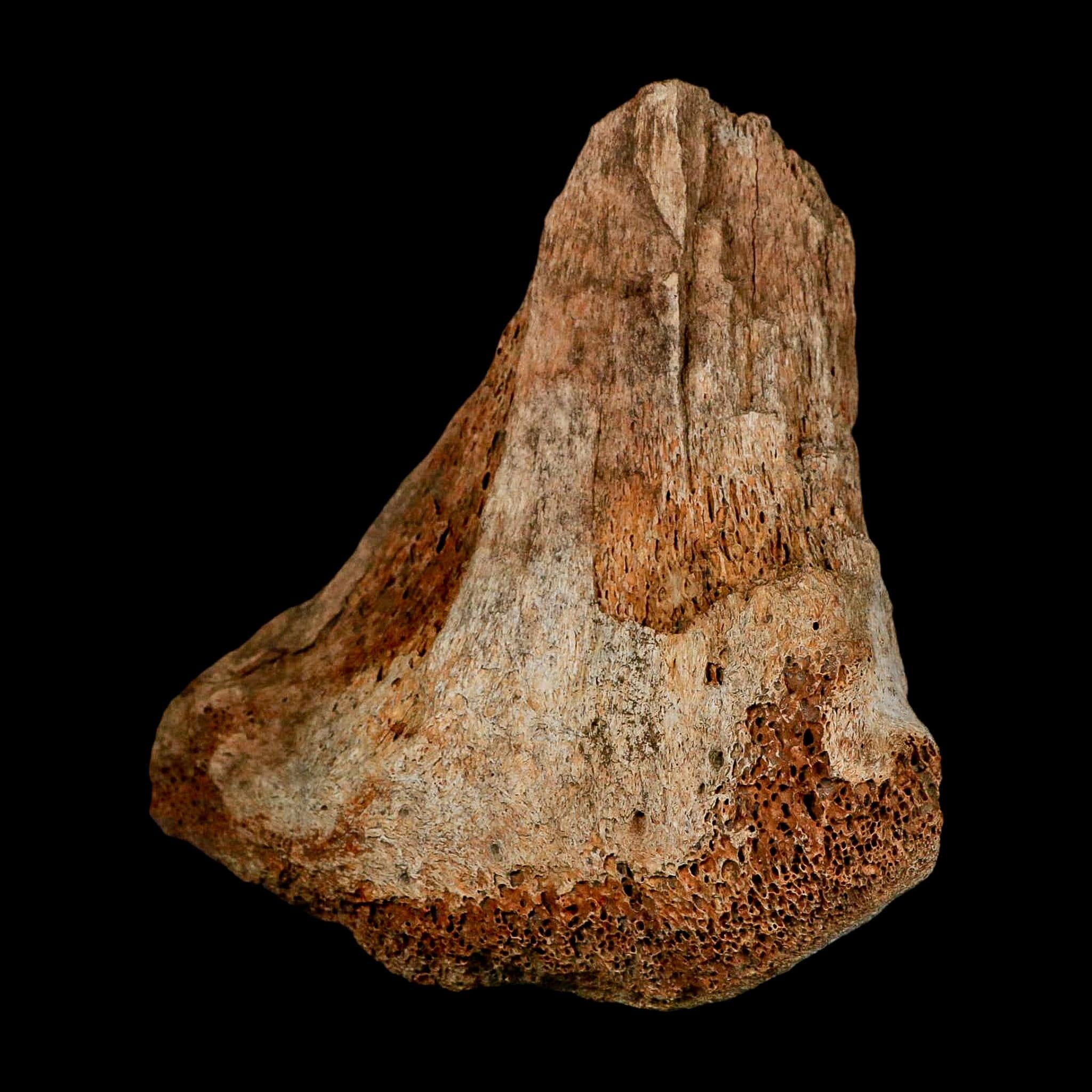 5.7" Columbian Mammoth Mammuthus Columbi Fossil Vertebrae Section Pleistocene Age TX - Fossil Age Minerals
