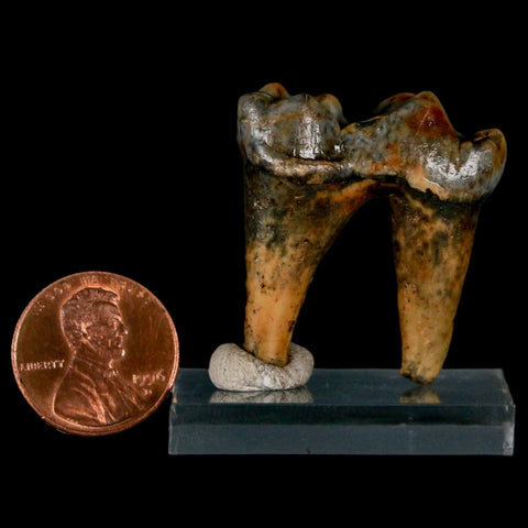 1.4" Extinct Cave Bear Ursus Spelaeus Pre-Molar Tooth Rooted Pleistocene Age COA - Fossil Age Minerals