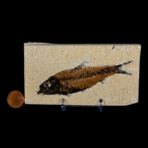 XL 4.2" Knightia Eocaena Fossil Fish Green River FM Wyoming Eocene Age COA & Stand - Fossil Age Minerals