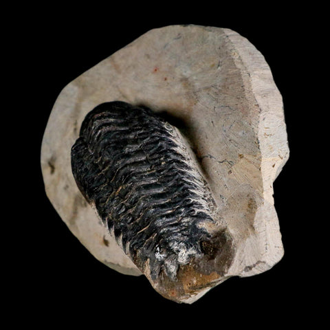 2.9" Crotalocephalus Gibbus Trilobite Fossil Morocco Devonian Age 400 Mil Yrs Old COA - Fossil Age Minerals