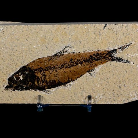 XL 4.2" Knightia Eocaena Fossil Fish Green River FM Wyoming Eocene Age COA & Stand - Fossil Age Minerals