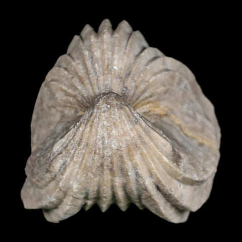 1.6" Burmirhynchia Decorata Brachiopod Fossil Jurassic Age Ardenes France