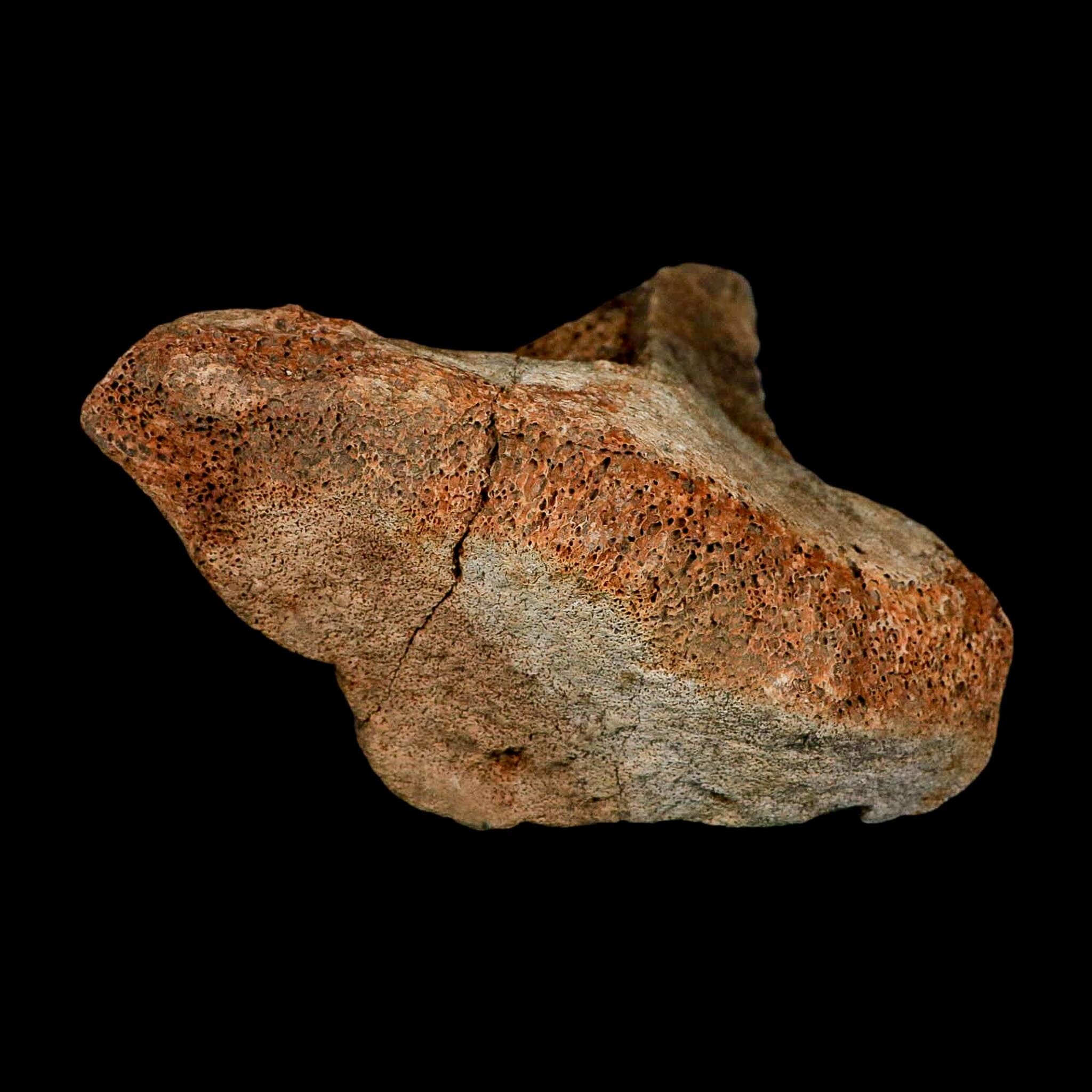 5.7" Columbian Mammoth Mammuthus Columbi Fossil Vertebrae Section Pleistocene Age TX - Fossil Age Minerals