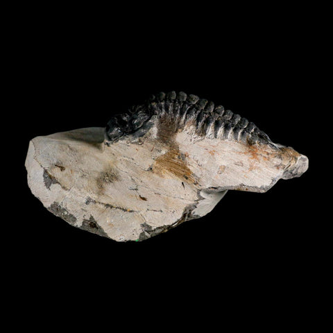 2.9" Crotalocephalus Gibbus Trilobite Fossil Morocco Devonian Age 400 Mil Yrs Old COA - Fossil Age Minerals