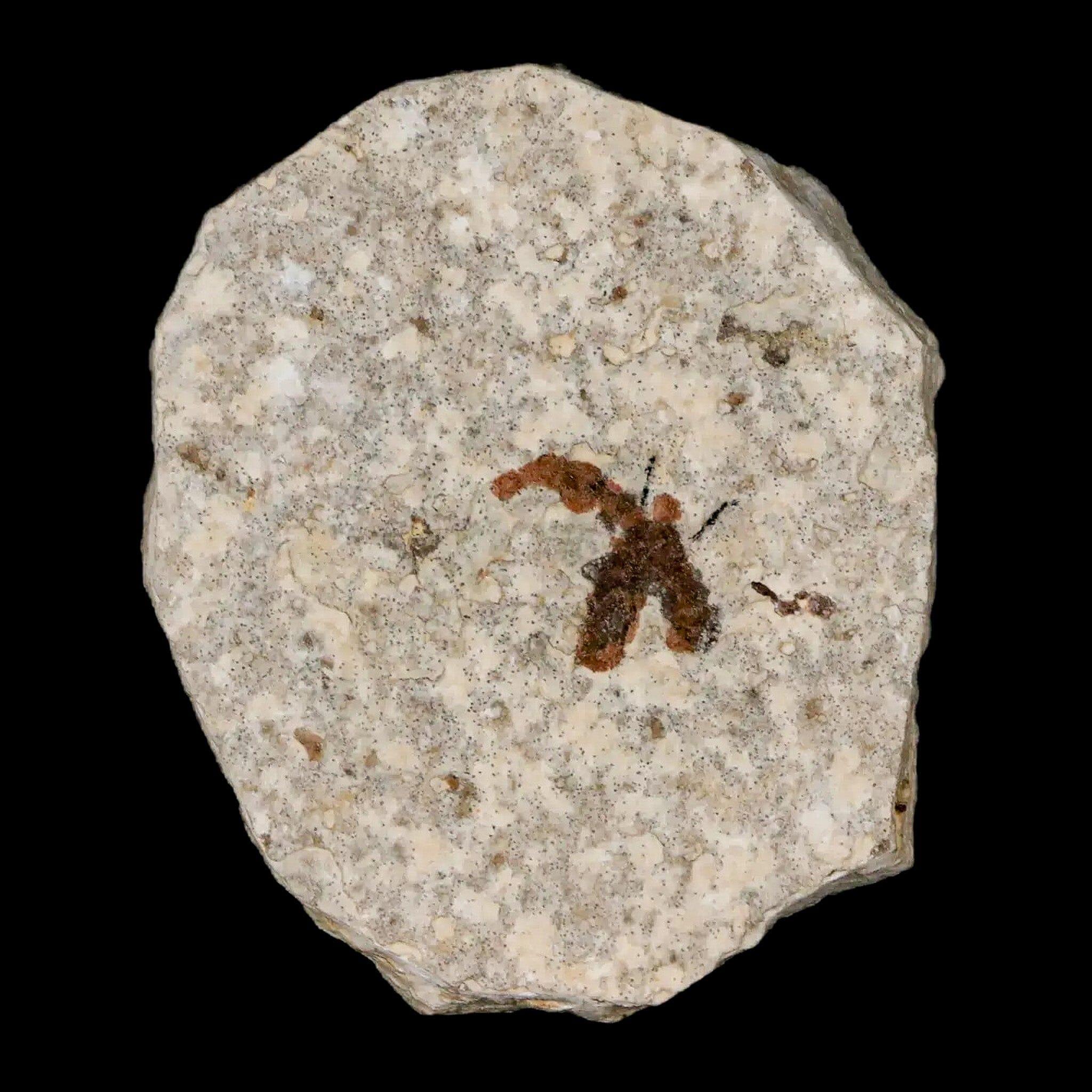 0.5" Detailed Fossil March Fly Insect Green River FM Uintah County UT Eocene Age - Fossil Age Minerals