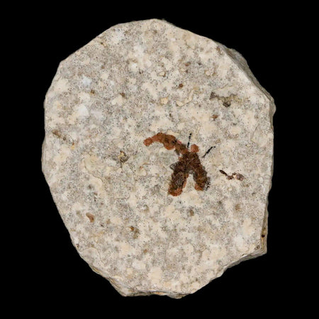 0.5" Detailed Fossil March Fly Insect Green River FM Uintah County UT Eocene Age