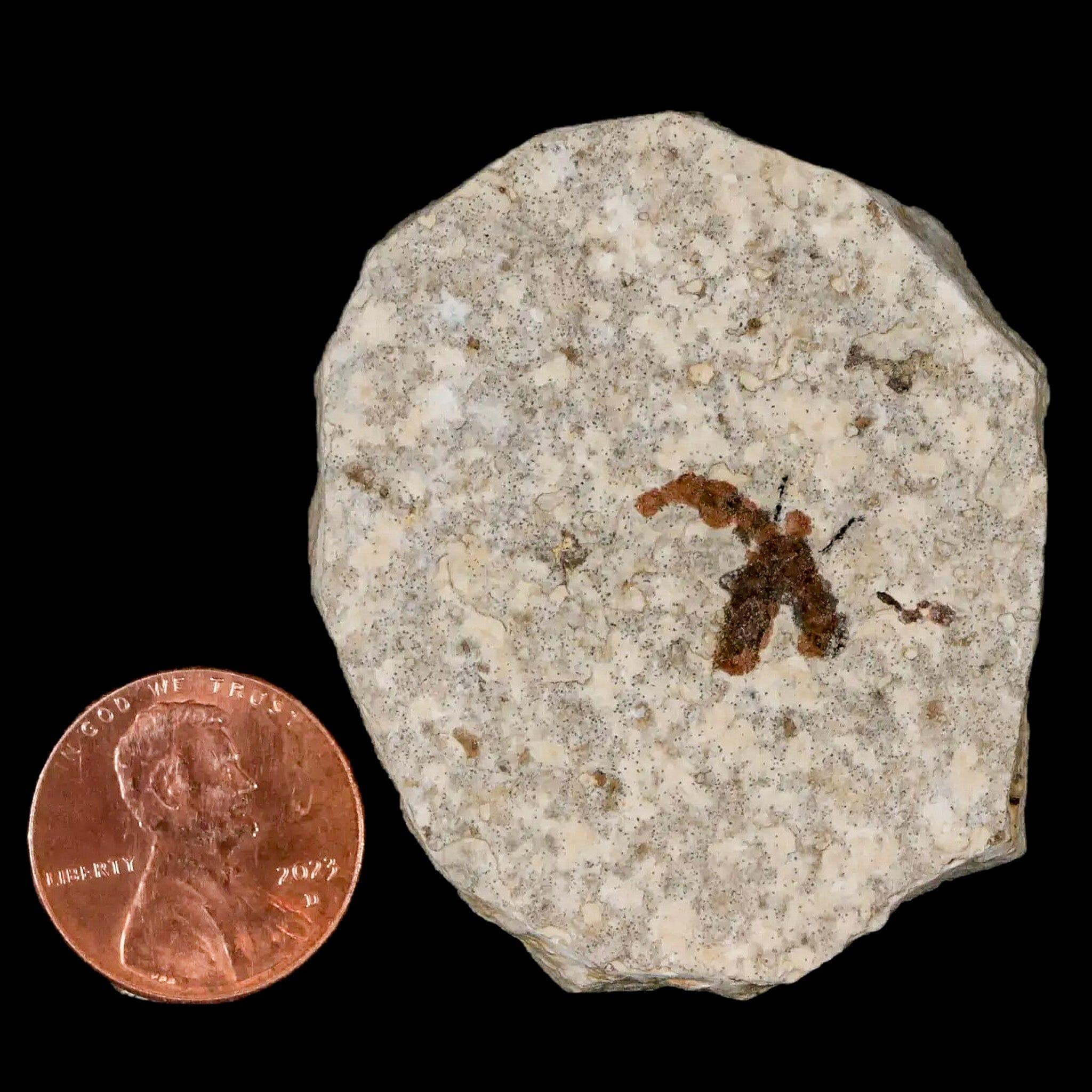 0.5" Detailed Fossil March Fly Insect Green River FM Uintah County UT Eocene Age - Fossil Age Minerals