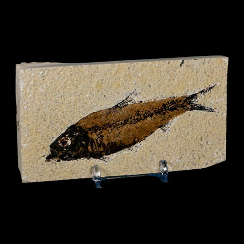 XL 4.2" Knightia Eocaena Fossil Fish Green River FM Wyoming Eocene Age COA & Stand - Fossil Age Minerals