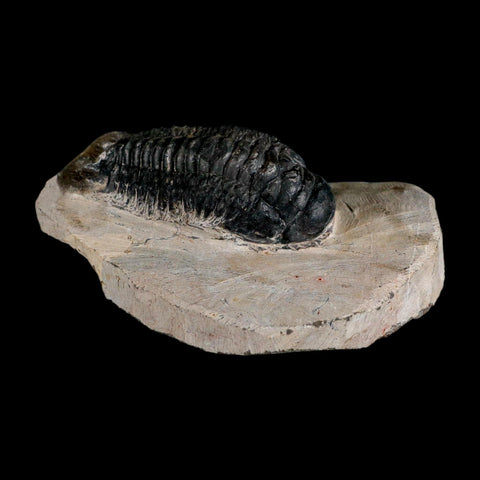 2.9" Crotalocephalus Gibbus Trilobite Fossil Morocco Devonian Age 400 Mil Yrs Old COA - Fossil Age Minerals