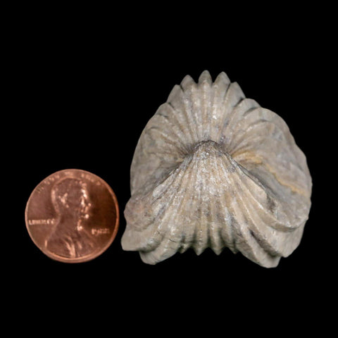 1.6" Burmirhynchia Decorata Brachiopod Fossil Jurassic Age Ardenes France