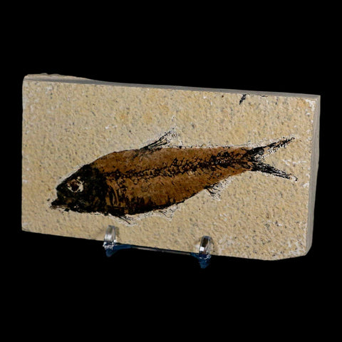 XL 4.2" Knightia Eocaena Fossil Fish Green River FM Wyoming Eocene Age COA & Stand - Fossil Age Minerals