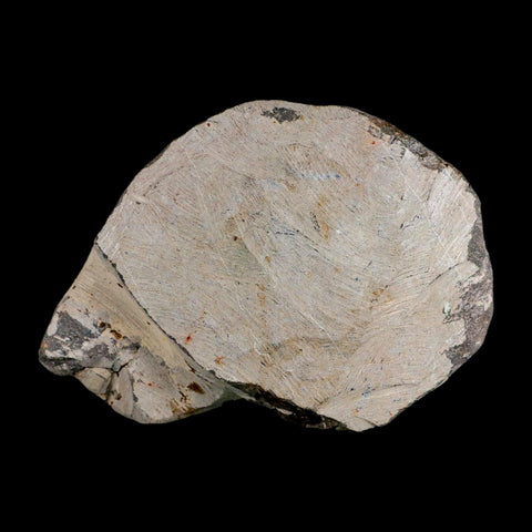 2.9" Crotalocephalus Gibbus Trilobite Fossil Morocco Devonian Age 400 Mil Yrs Old COA - Fossil Age Minerals