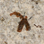 0.5" Detailed Fossil March Fly Insect Green River FM Uintah County UT Eocene Age