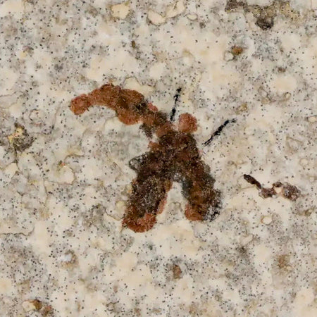 0.5" Detailed Fossil March Fly Insect Green River FM Uintah County UT Eocene Age