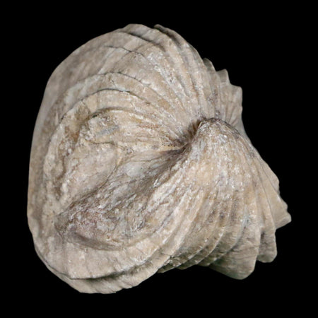 1.6" Burmirhynchia Decorata Brachiopod Fossil Jurassic Age Ardenes France