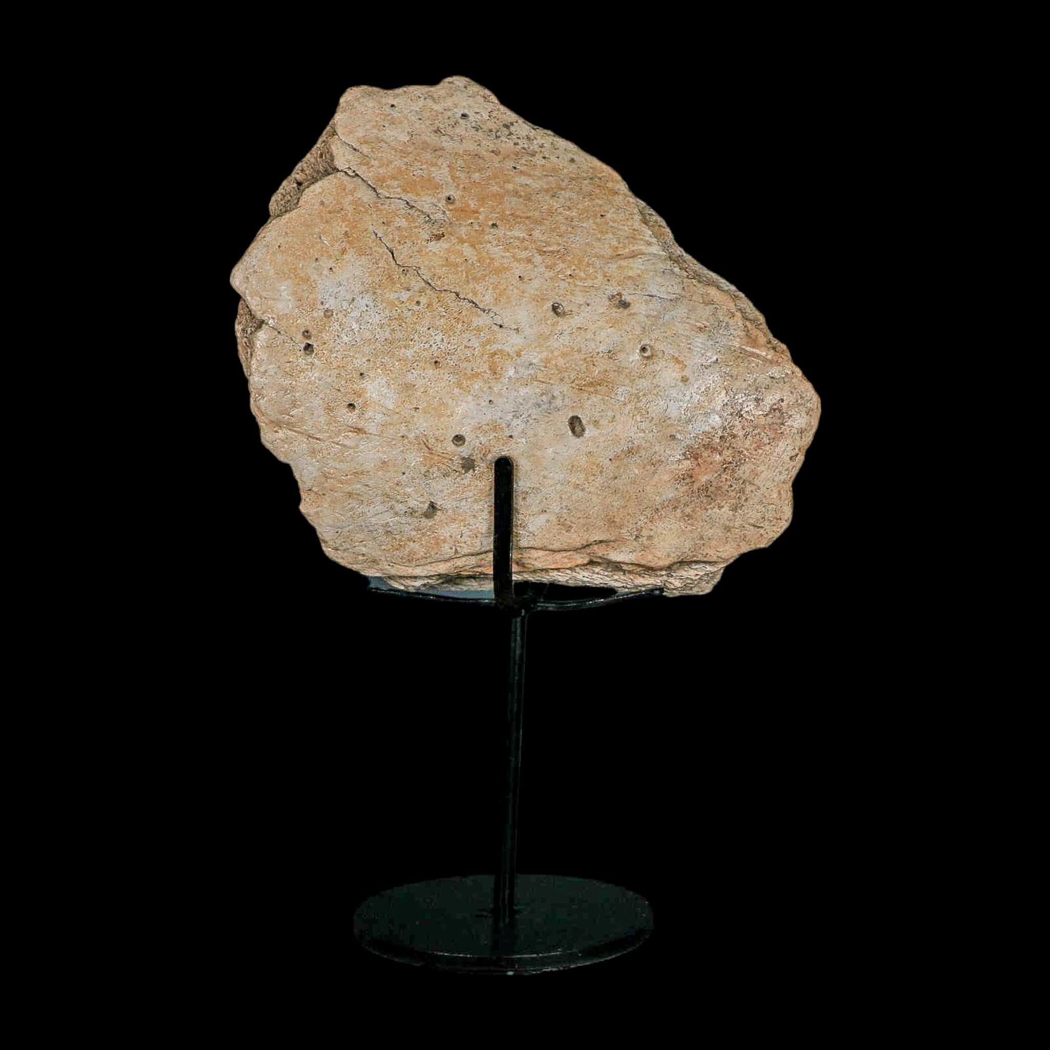 5.7" Columbian Mammoth Mammuthus Columbi Fossil Jaw Section Pleistocene Age TX - Fossil Age Minerals