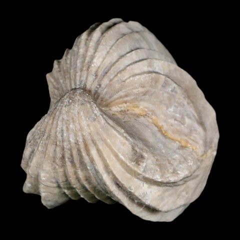 1.6" Burmirhynchia Decorata Brachiopod Fossil Jurassic Age Ardenes France