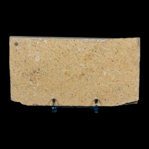 XL 4.2" Knightia Eocaena Fossil Fish Green River FM Wyoming Eocene Age COA & Stand - Fossil Age Minerals