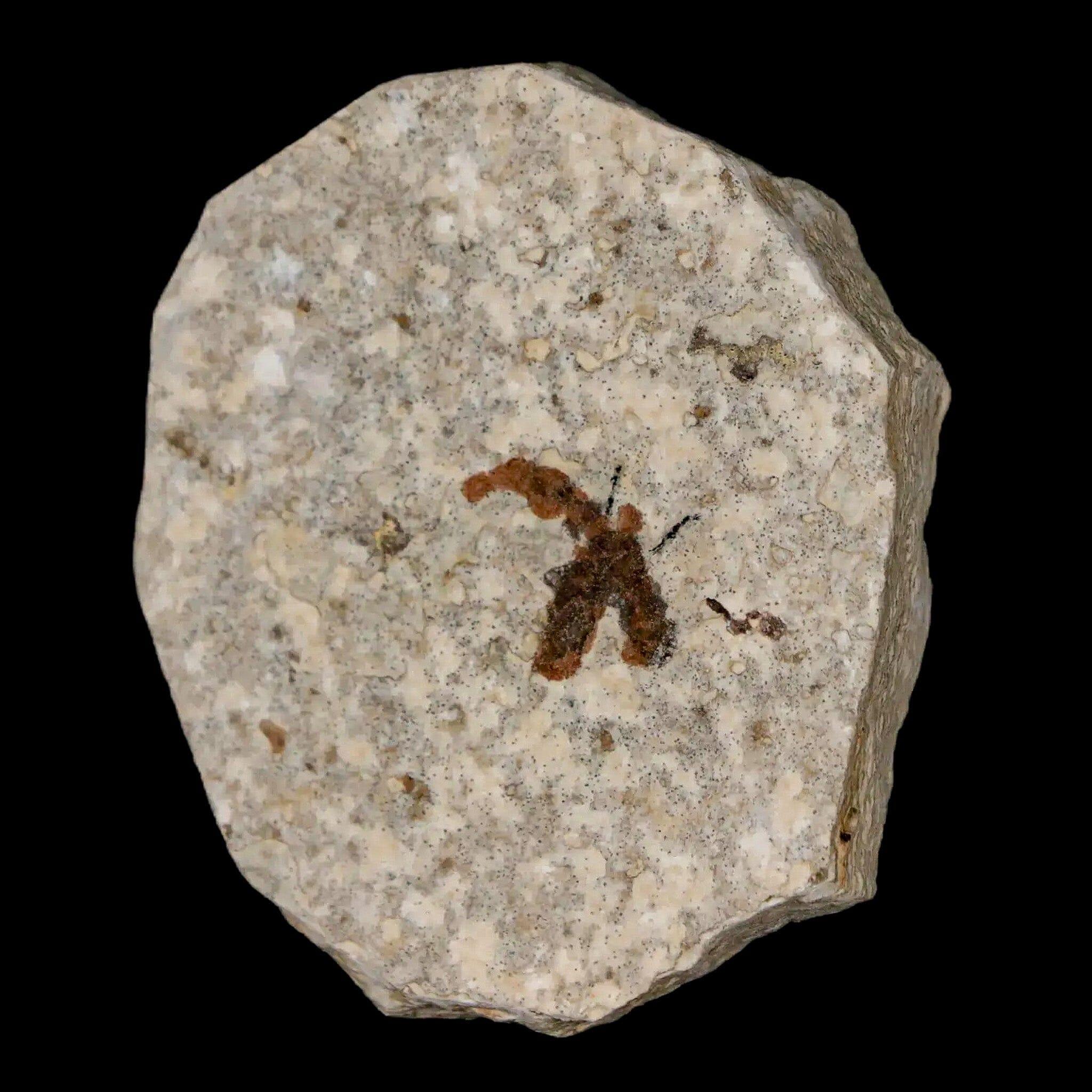0.5" Detailed Fossil March Fly Insect Green River FM Uintah County UT Eocene Age - Fossil Age Minerals