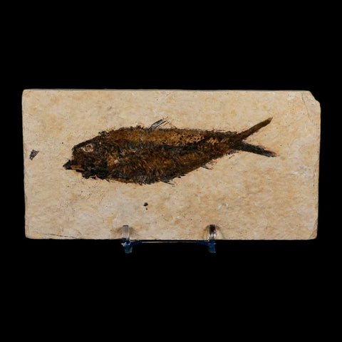 3.7" Knightia Eocaena Fossil Fish Green River FM Wyoming Eocene Age COA & Stand - Fossil Age Minerals
