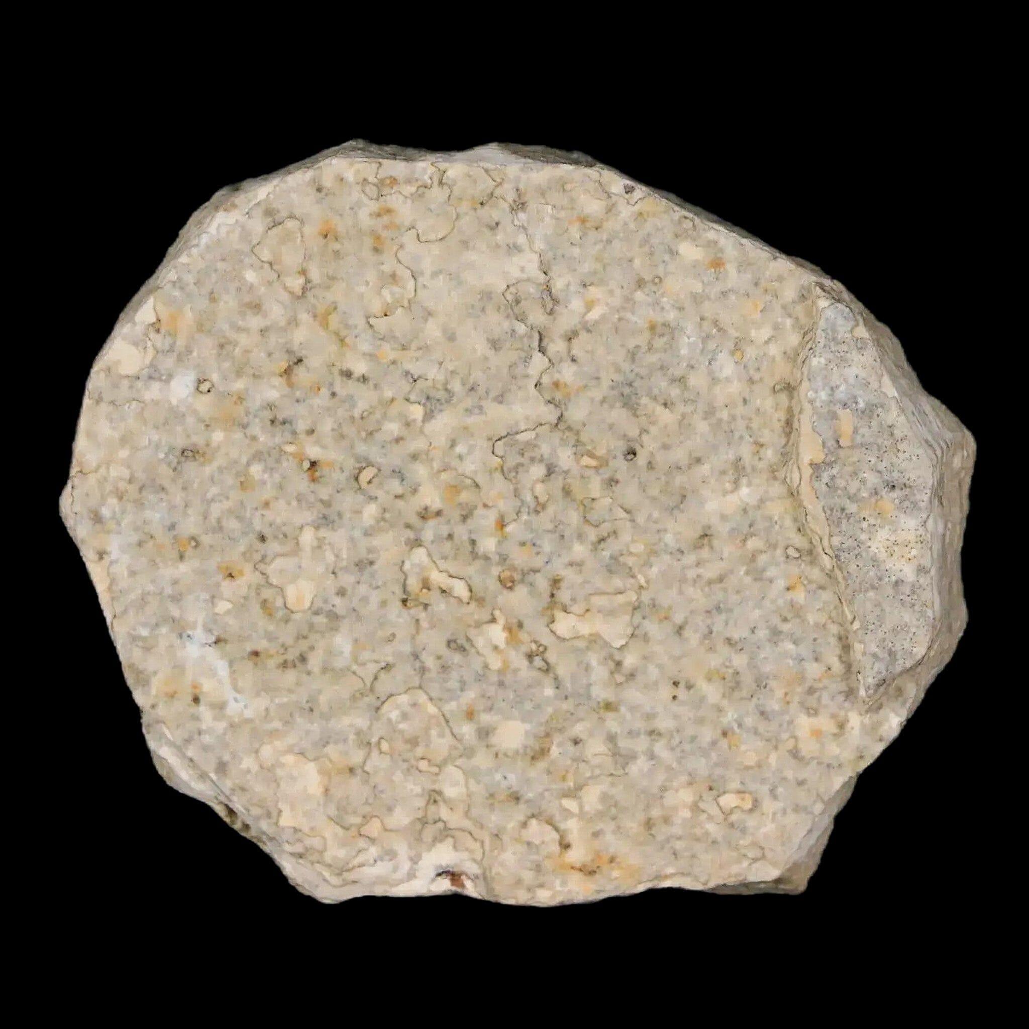 0.5" Detailed Fossil March Fly Insect Green River FM Uintah County UT Eocene Age - Fossil Age Minerals