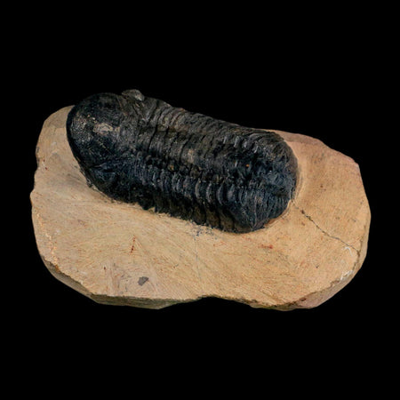 2.8" Reedops Cephalotes Trilobite Fossil Morocco Devonian Age 400 Mil Yrs Old COA